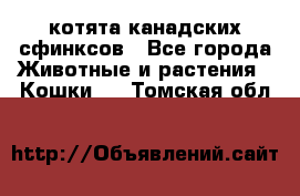 котята канадских сфинксов - Все города Животные и растения » Кошки   . Томская обл.